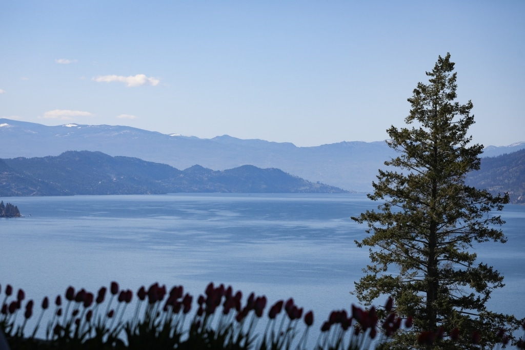 A view of kɬúsx̌nítkʷ (Okanagan Lake) during the Okanagan Similkameen Collaborative Leadership Table’s April 24 meeting in the District of Lake Country, in syilx territory. Photo by Aaron Hemens